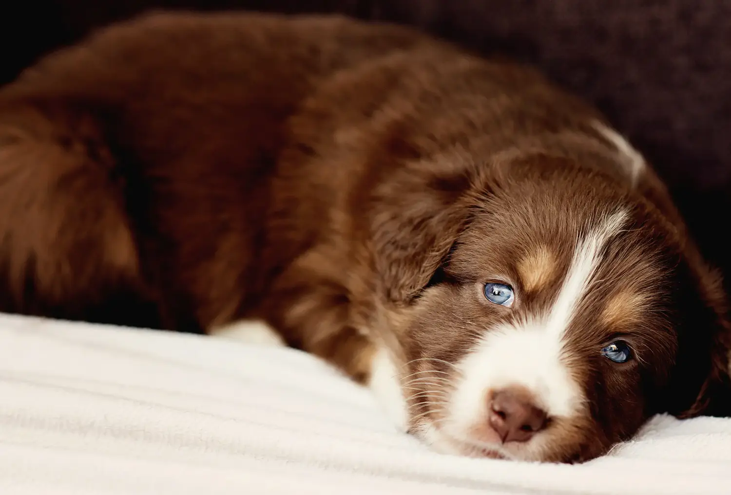 Comprar um cachorro Australian Shepherd significa assumir responsabilidades! Comprar cachorros de pastor australiano.