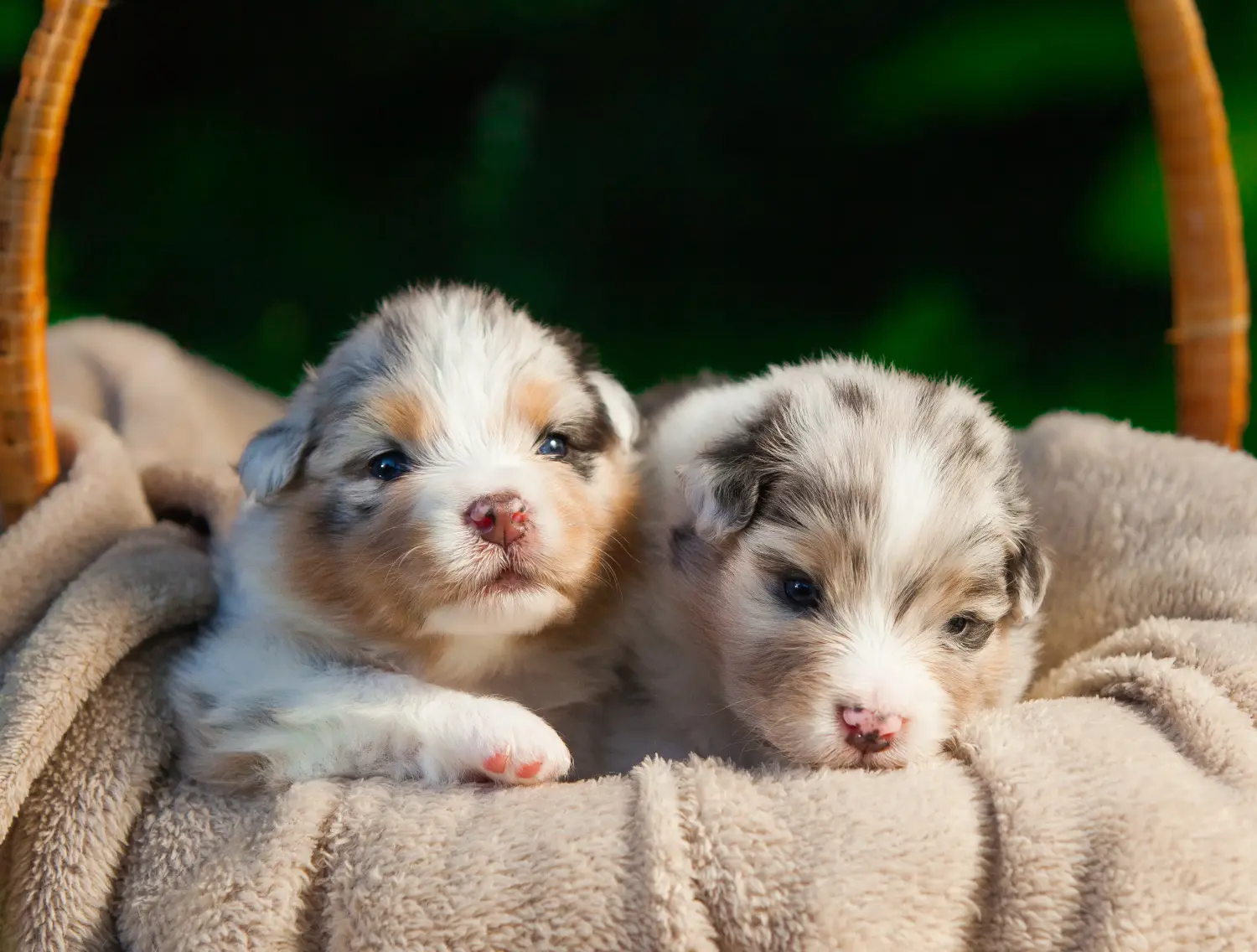 Comprar um cachorro Australian Shepherd significa assumir responsabilidades! Comprar cachorros de pastor australiano.