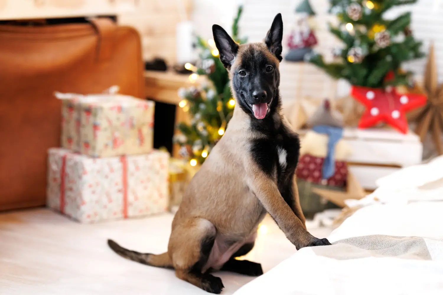 Comprar um cachorro da raça Pastor Belga significa assumir responsabilidades! Comprar cachorros de pastor belga.