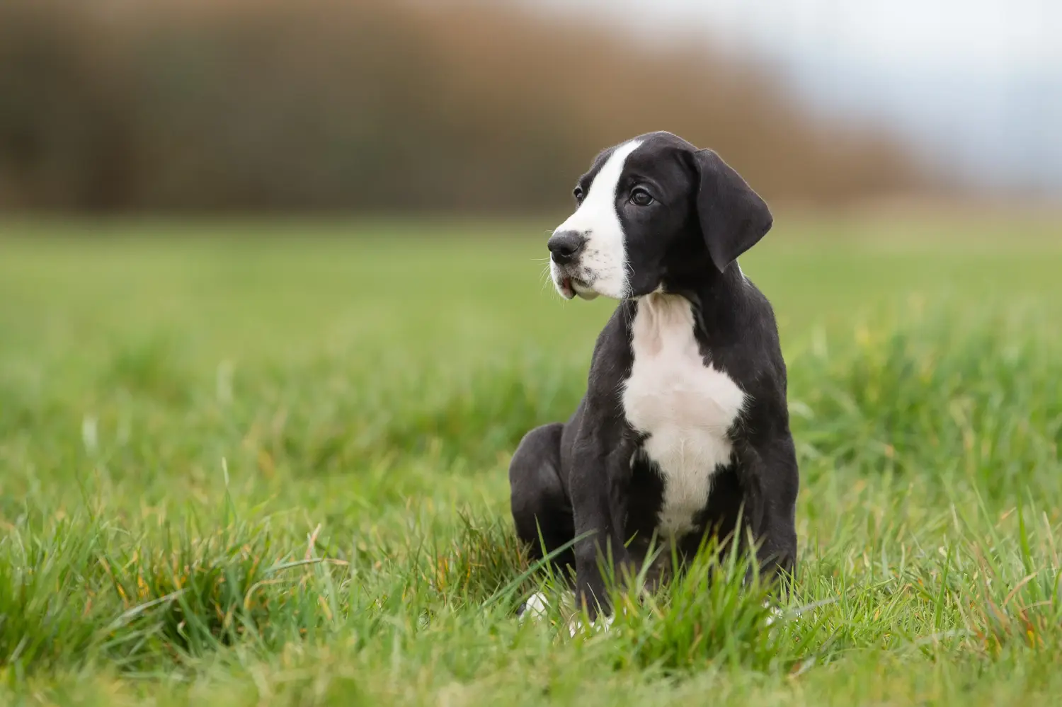Comprar um cachorro da raça Dogue Alemão significa assumir responsabilidades! Comprar cachorros da raça Dogue Alemão.