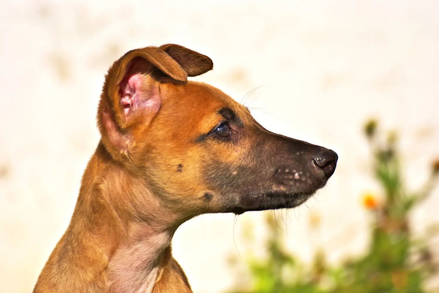 Comprar um cachorro galgo significa assumir a responsabilidade! Comprar cachorros galgos.