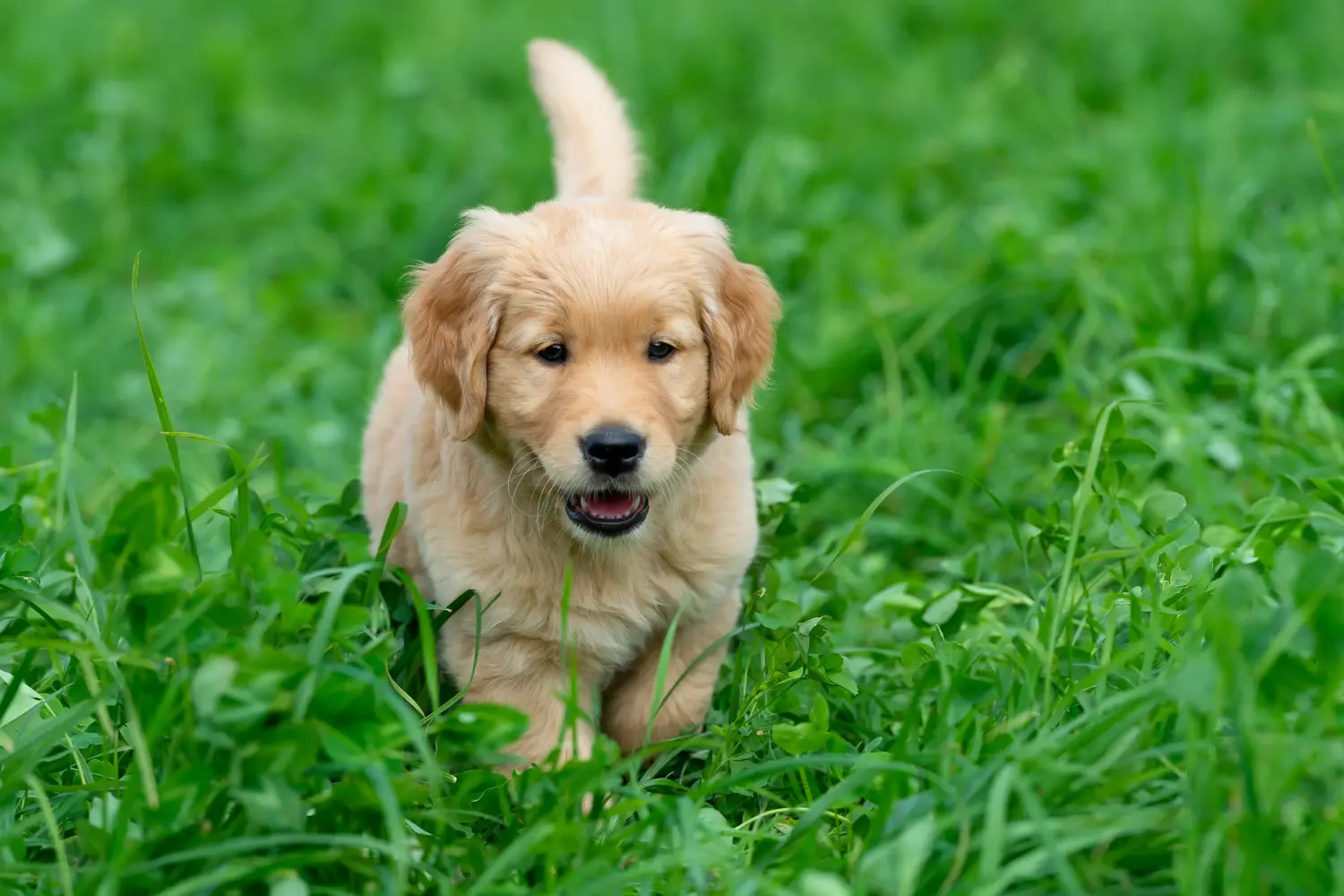 Comprar um cachorro Golden Retriever significa assumir responsabilidades! Comprar cachorros Golden Retriever.