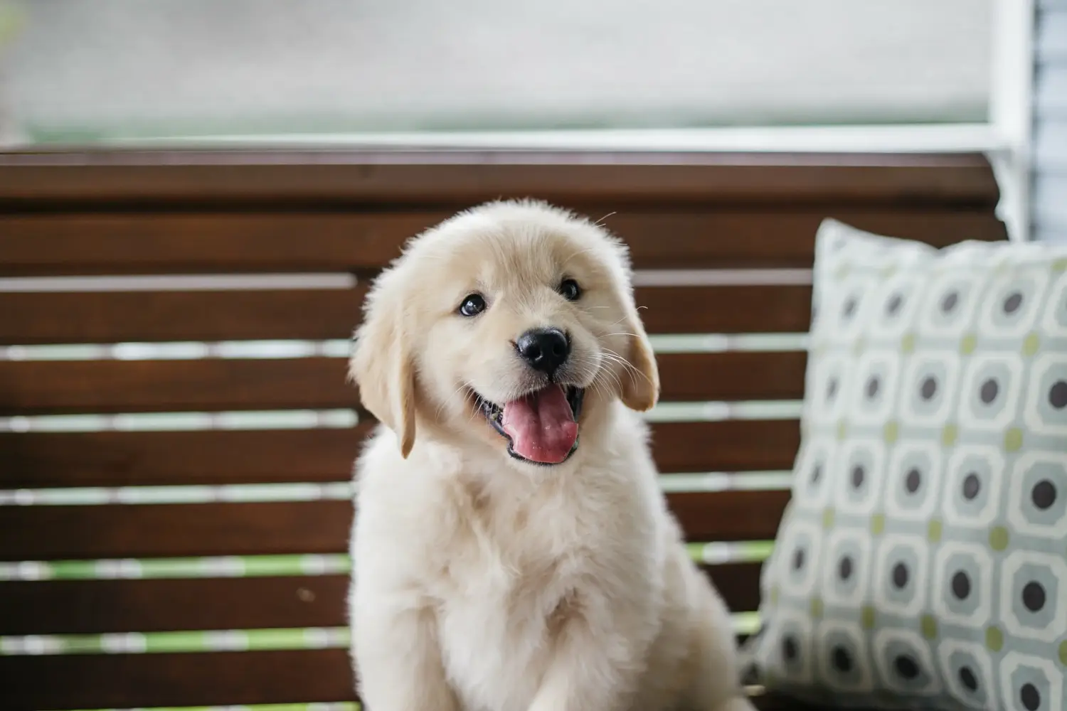 Comprar um cachorro Golden Retriever significa assumir responsabilidades! Comprar cachorros Golden Retriever.