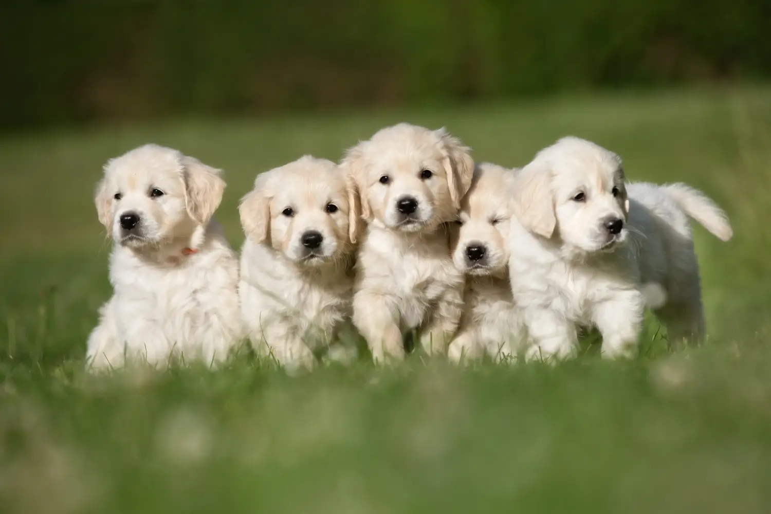Comprar um cachorro Golden Retriever significa assumir responsabilidades! Comprar cachorros Golden Retriever.