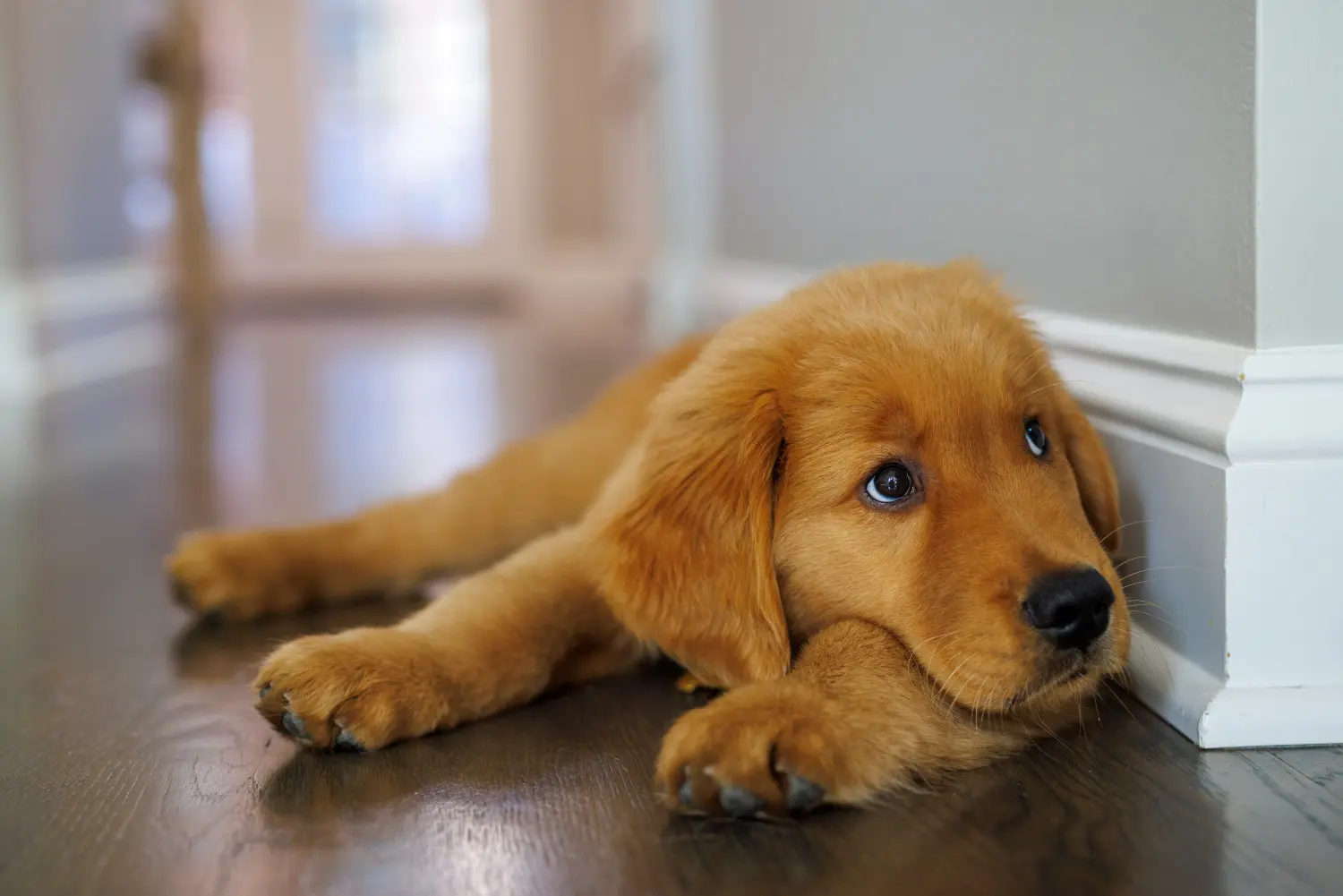 Comprar um cachorro Golden Retriever significa assumir responsabilidades! Comprar cachorros Golden Retriever.