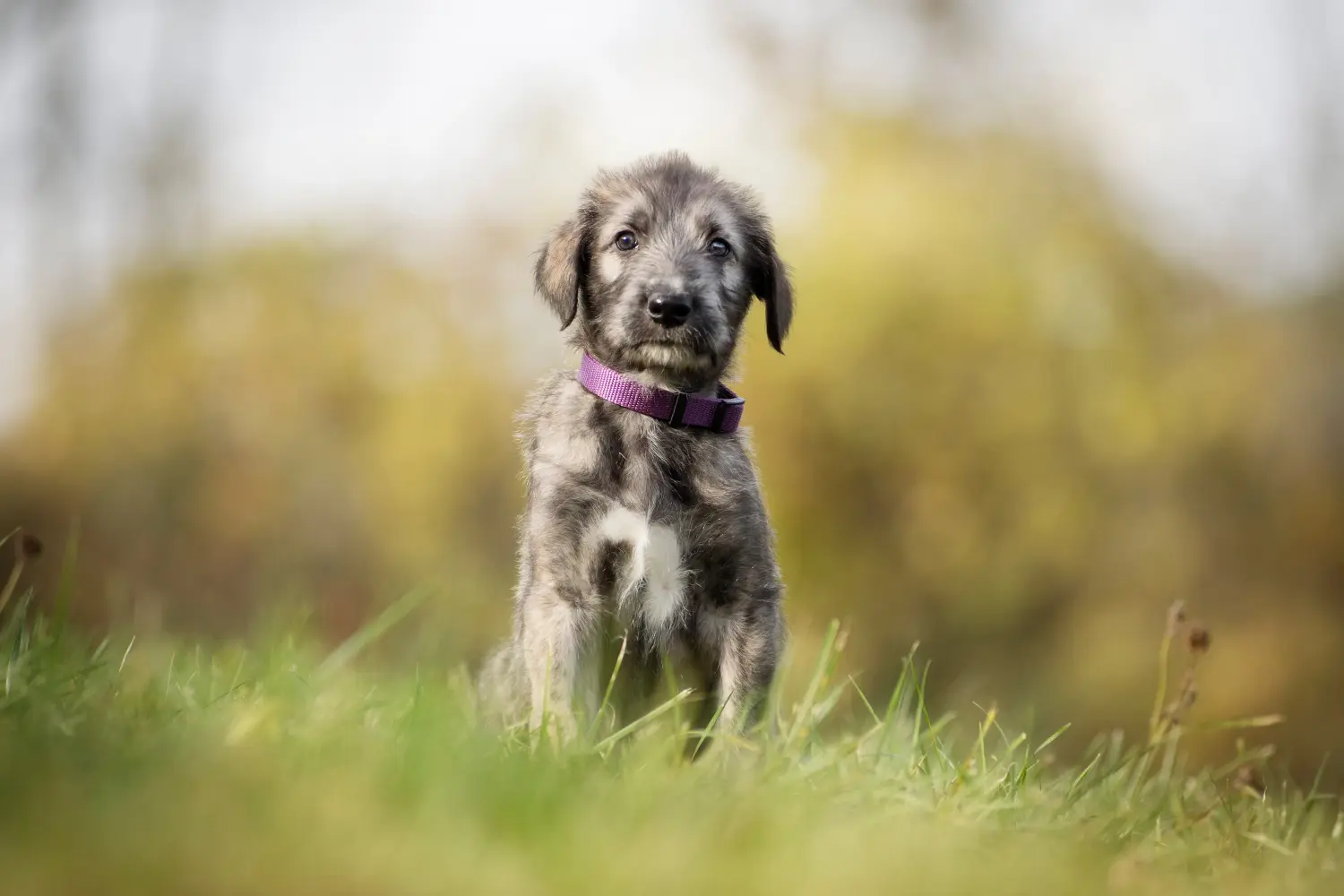 Comprar um cachorro Irish Wolfhound significa assumir responsabilidades! Comprar cachorros de Irish Wolfhound.