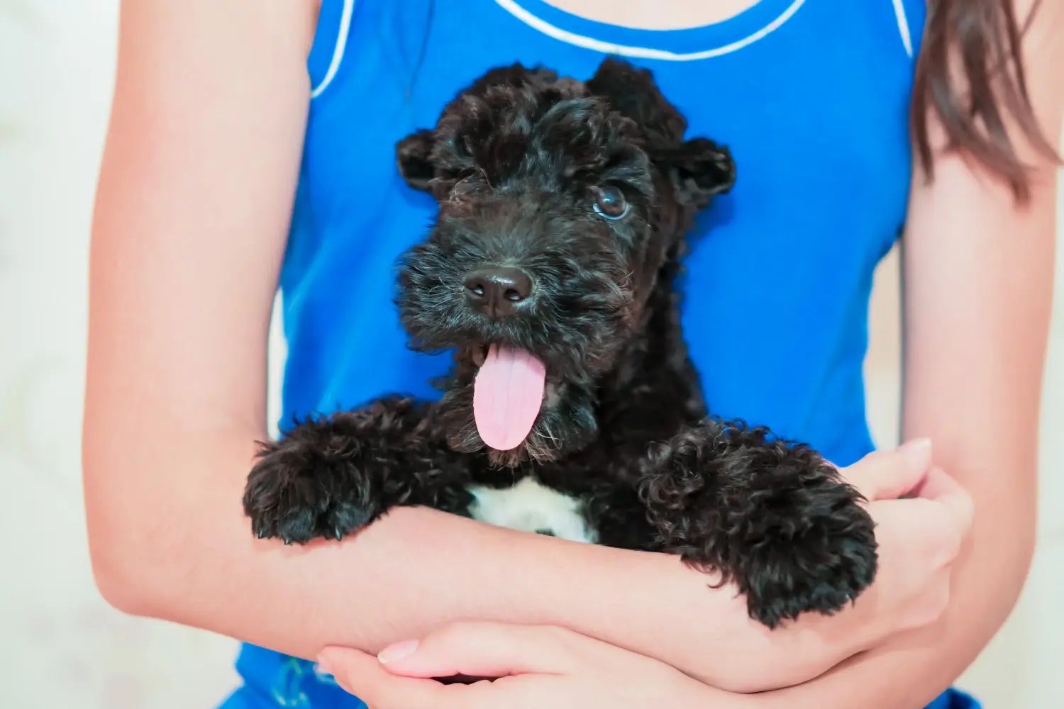 Comprar um cachorro Kerry Blue Terrier significa assumir responsabilidades! Comprar cachorros Kerry Blue Terrier.