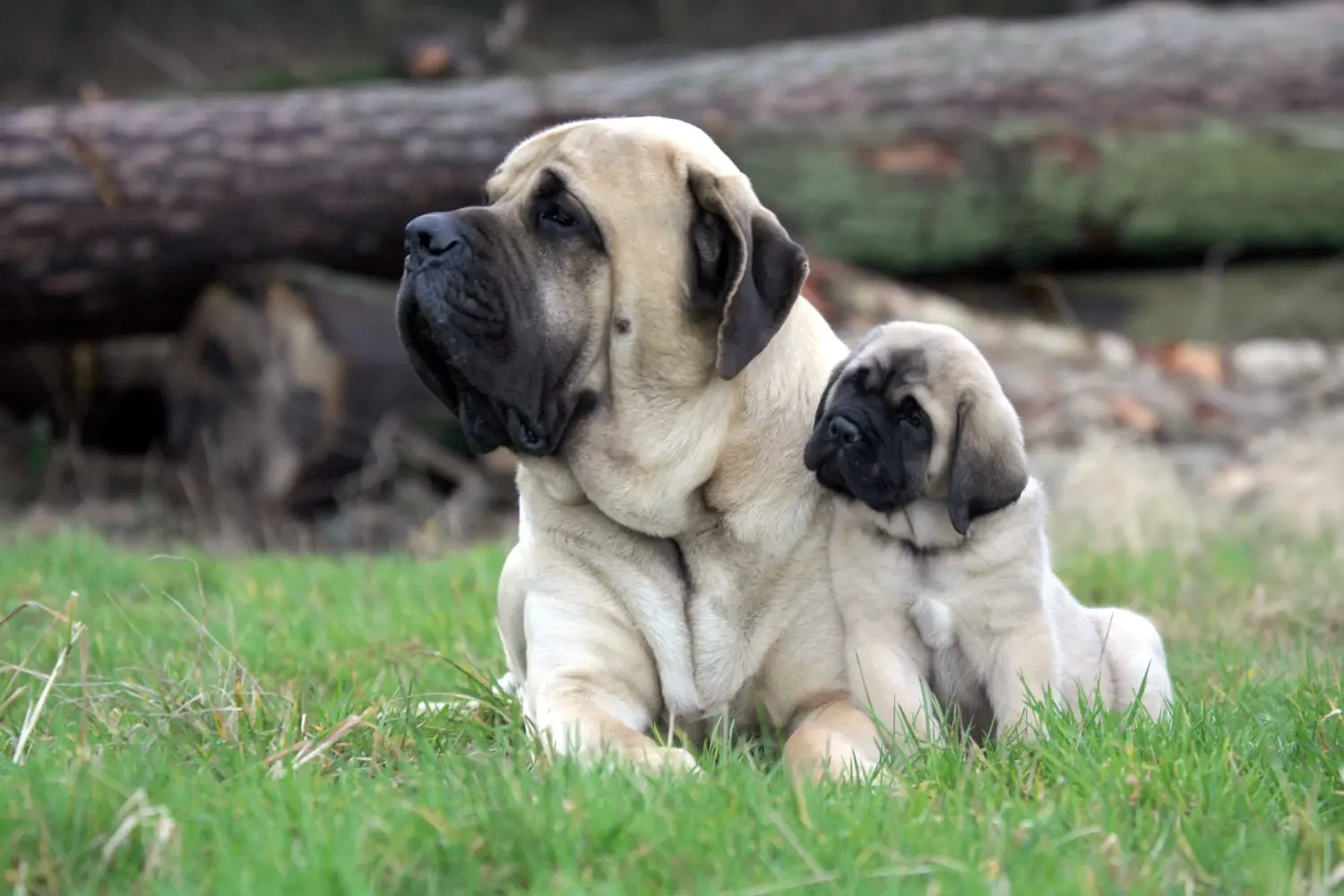 Comprar um cachorro da raça Mastim significa assumir responsabilidades! Comprar cachorros Mastiff.