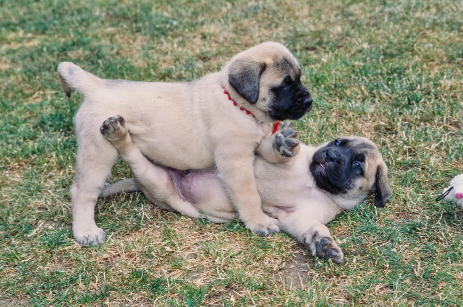 Comprar um cachorro da raça Mastim significa assumir responsabilidades! Comprar cachorros Mastiff.