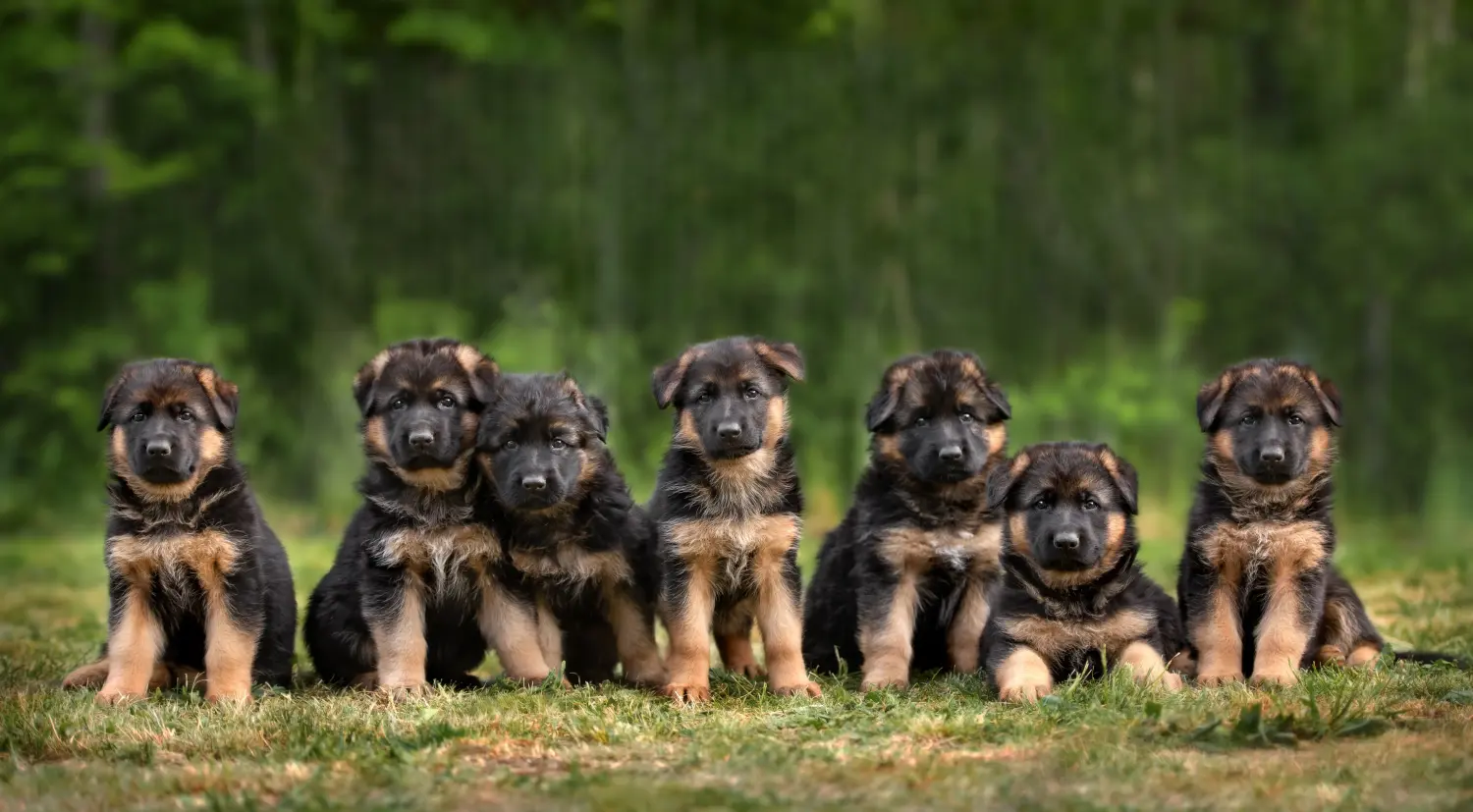 Comprar um cachorro pastor alemão significa assumir responsabilidades! Comprar cachorros de pastor alemão.