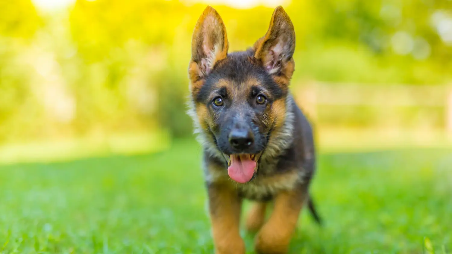 Comprar um cachorro pastor alemão significa assumir responsabilidades! Comprar cachorros de pastor alemão.