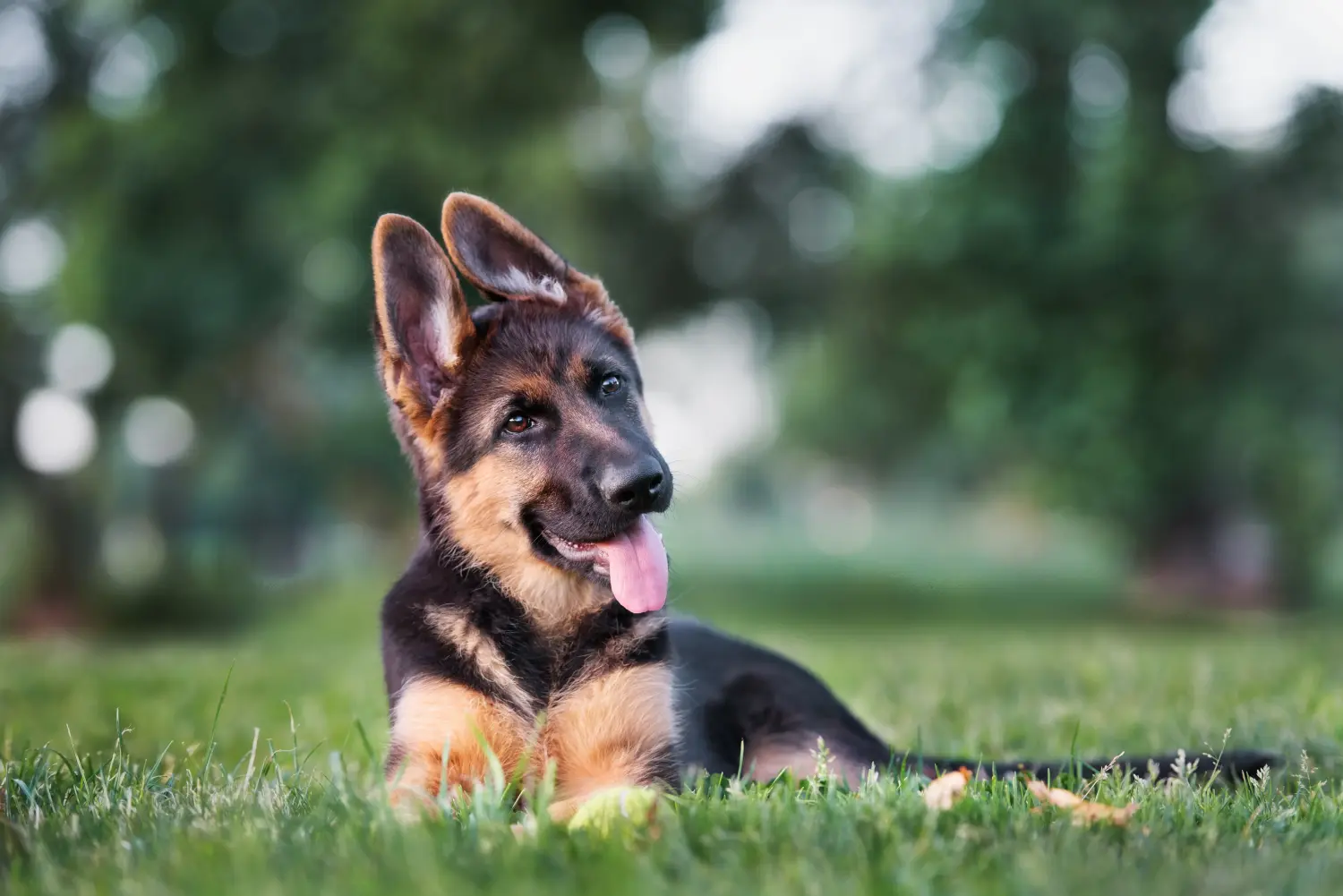 Comprar um cachorro pastor alemão significa assumir responsabilidades! Comprar cachorros de pastor alemão.