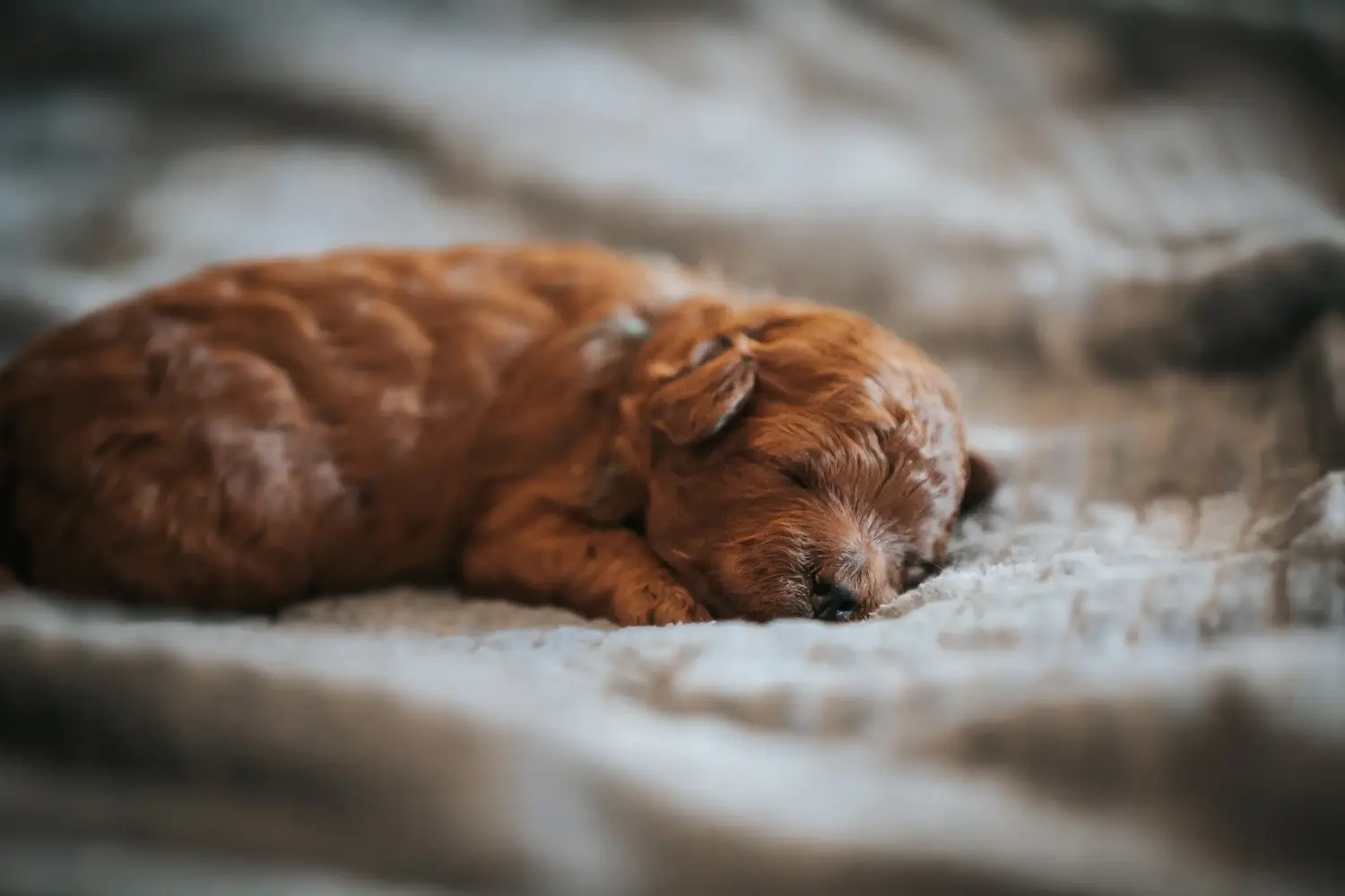 Comprar um cachorro poodle significa assumir a responsabilidade! Comprar cachorros poodle.