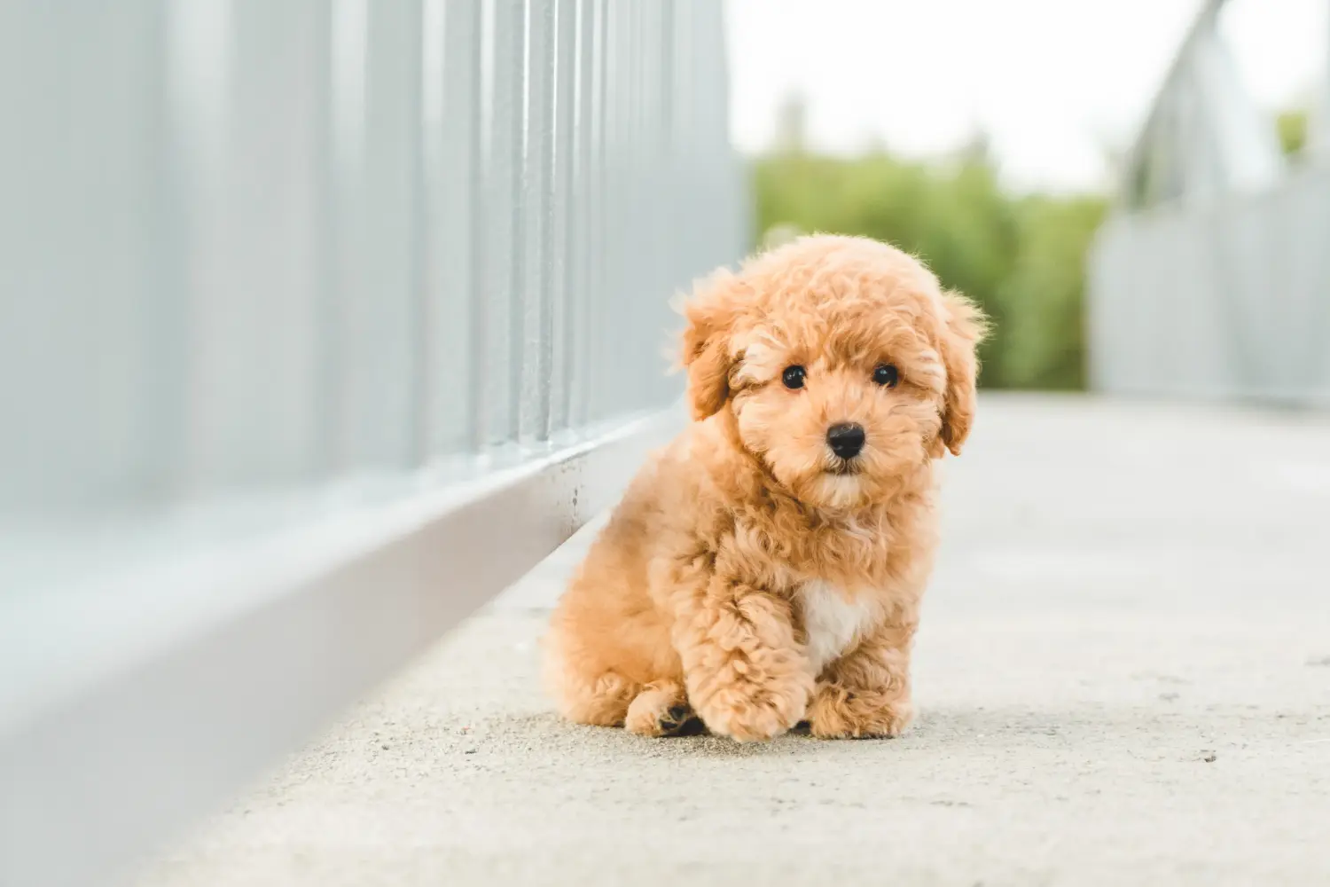 Comprar um cachorro poodle significa assumir a responsabilidade! Comprar cachorros poodle.