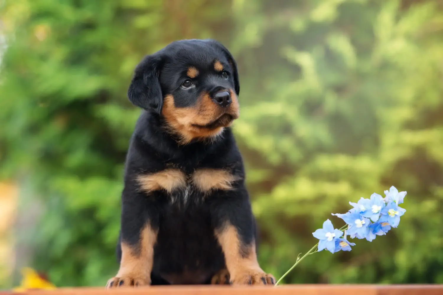 Comprar um cachorro Rottweiler significa assumir a responsabilidade! Comprar cachorros Rottweiler.