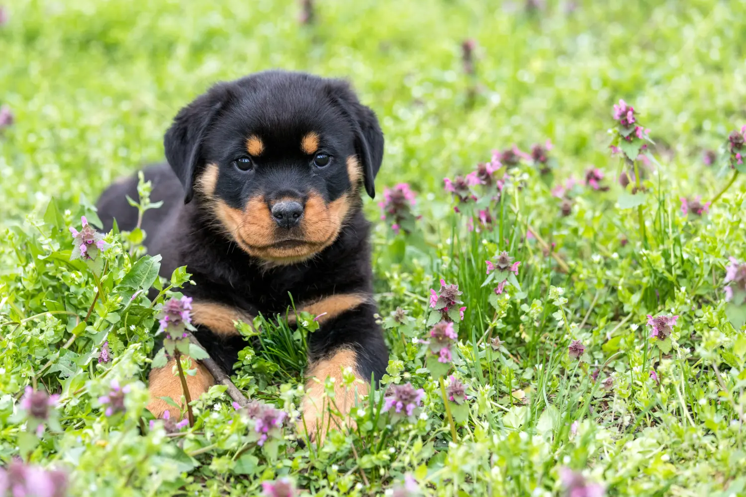 Comprar um cachorro Rottweiler significa assumir a responsabilidade! Comprar cachorros Rottweiler.