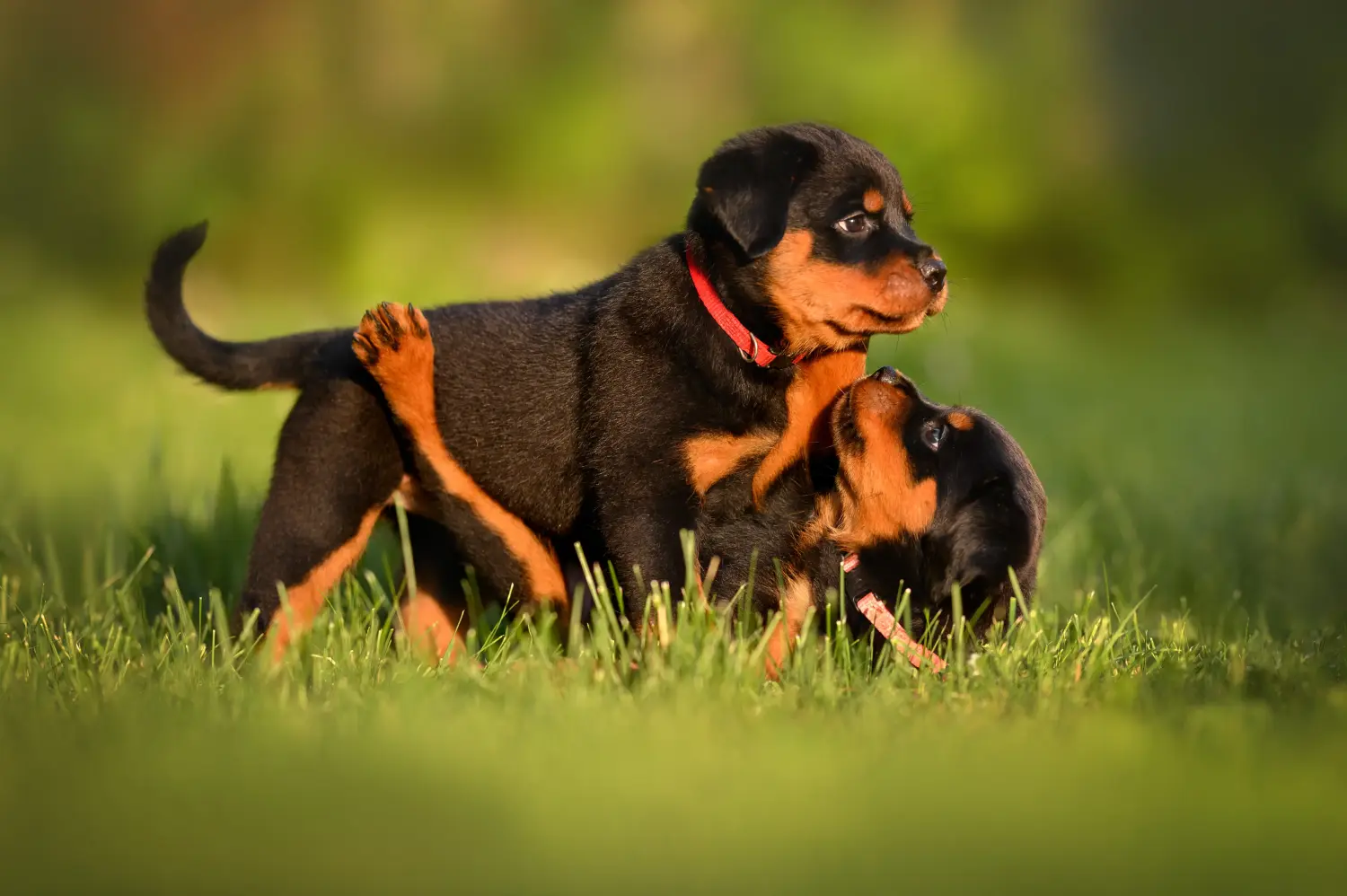 Comprar um cachorro Rottweiler significa assumir a responsabilidade! Comprar cachorros Rottweiler.
