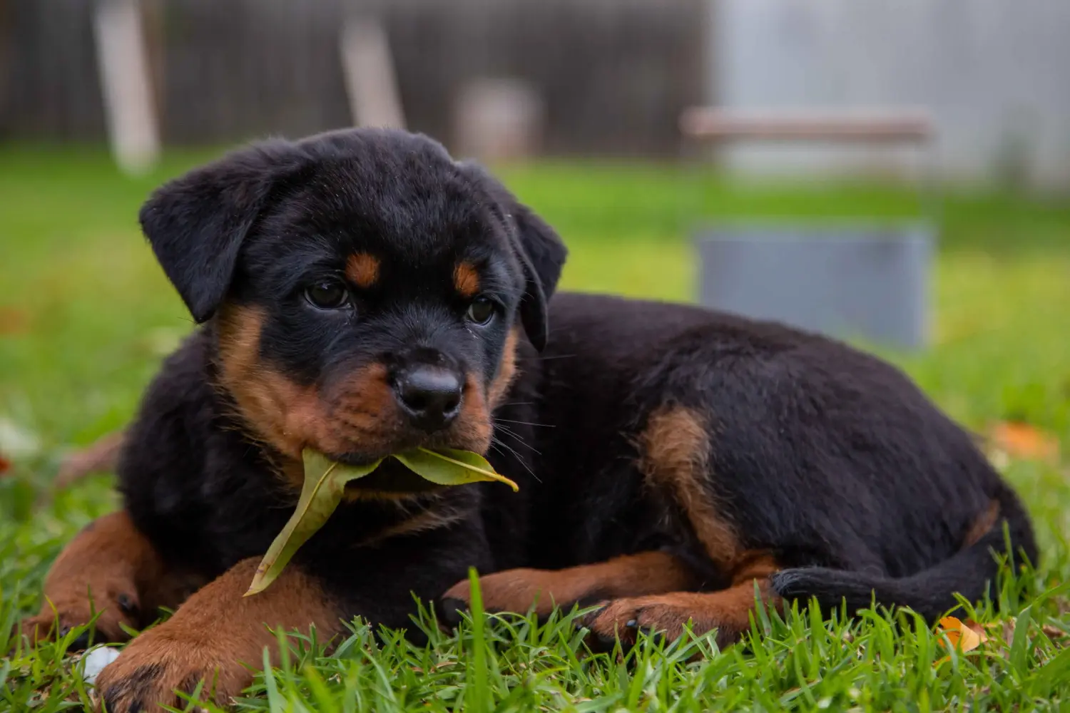 Comprar um cachorro Rottweiler significa assumir a responsabilidade! Comprar cachorros Rottweiler.