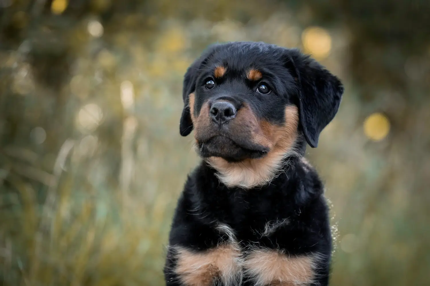 Comprar um cachorro Rottweiler significa assumir a responsabilidade! Comprar cachorros Rottweiler.