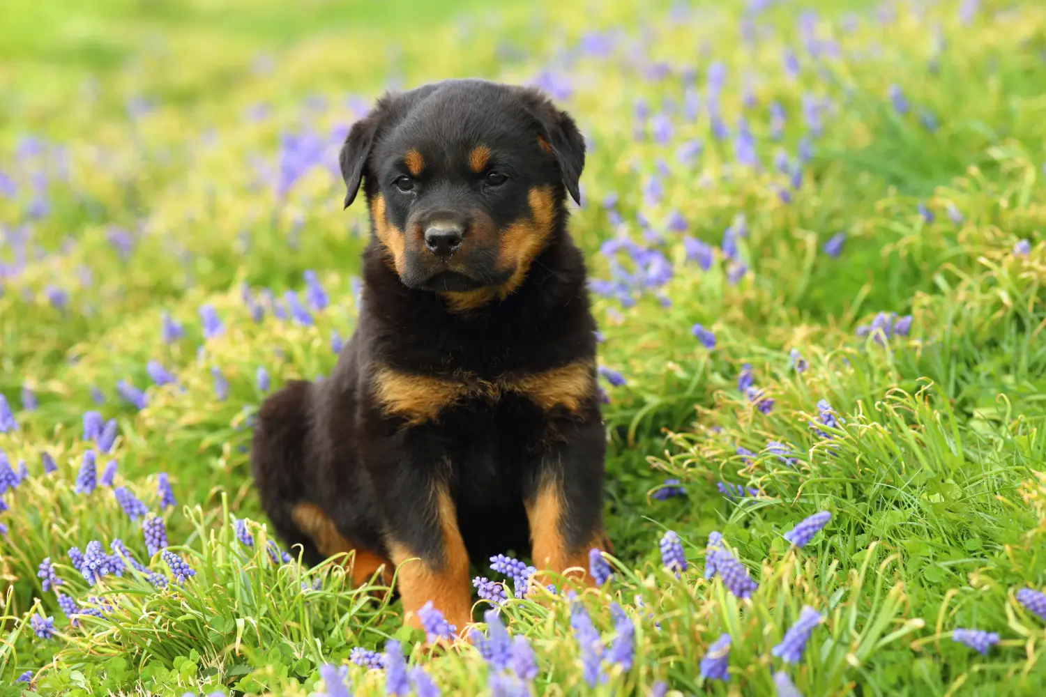 Comprar um cachorro Rottweiler significa assumir a responsabilidade! Comprar cachorros Rottweiler.