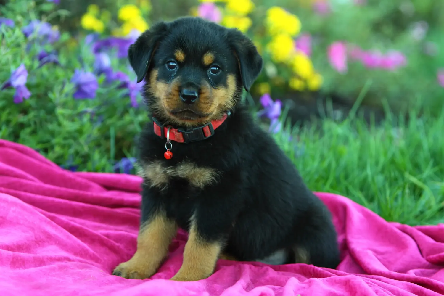 Comprar um cachorro Rottweiler significa assumir a responsabilidade! Comprar cachorros Rottweiler.