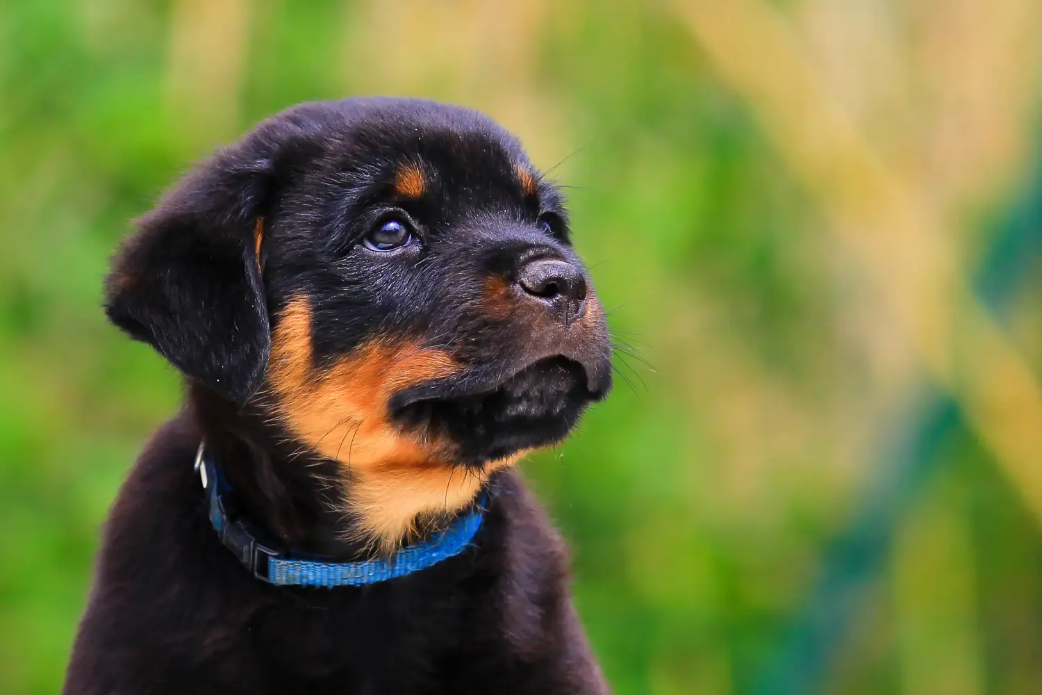 Comprar um cachorro Rottweiler significa assumir a responsabilidade! Comprar cachorros Rottweiler.