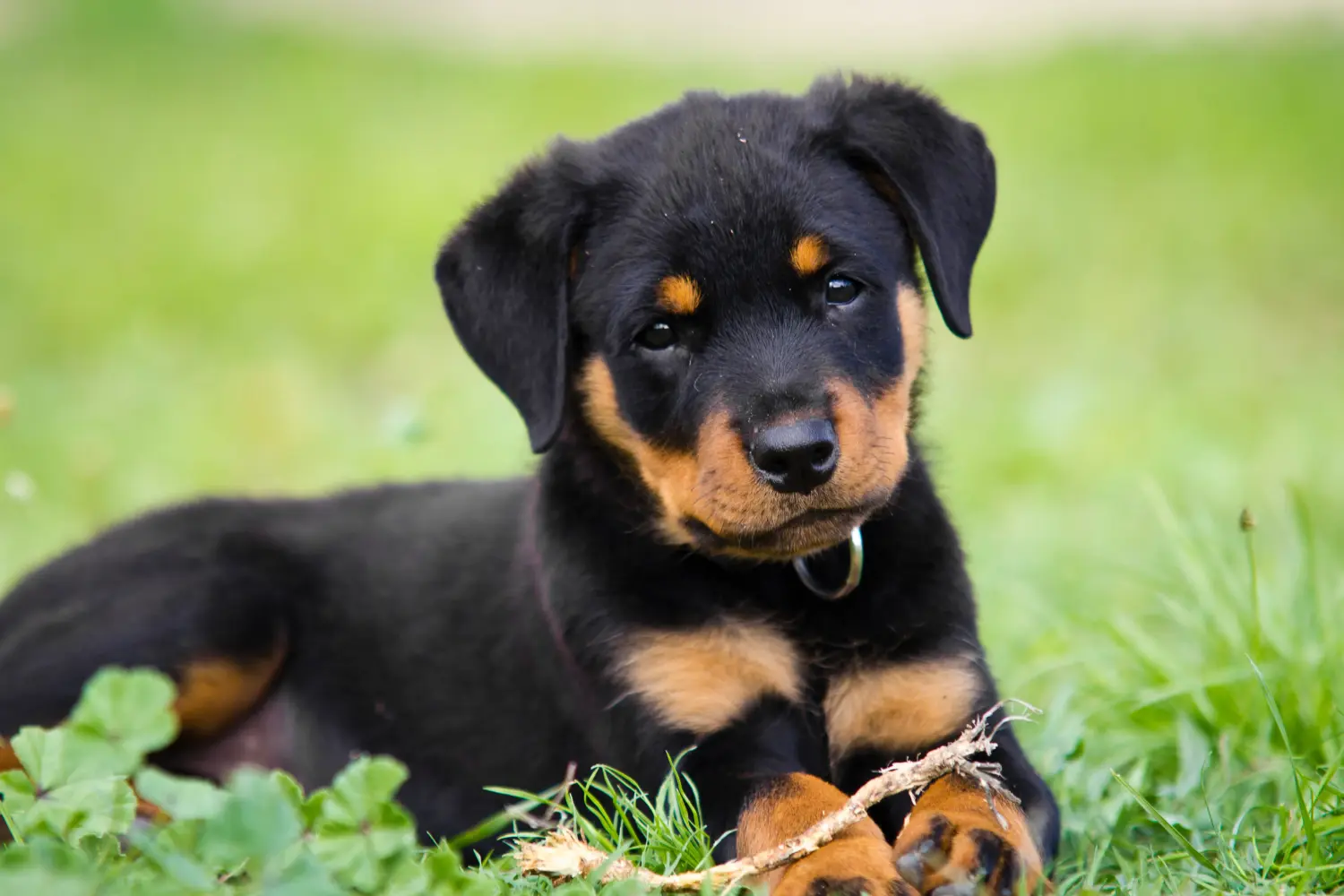 Comprar um cachorro Rottweiler significa assumir a responsabilidade! Comprar cachorros Rottweiler.