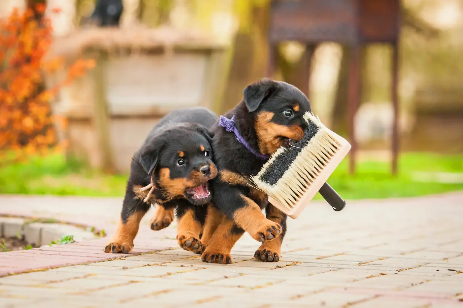 Comprar um cachorro Rottweiler significa assumir a responsabilidade! Comprar cachorros Rottweiler.