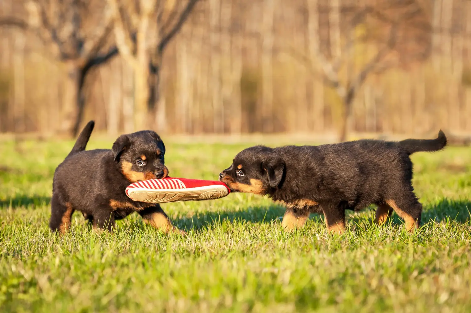 Comprar um cachorro Rottweiler significa assumir a responsabilidade! Comprar cachorros Rottweiler.