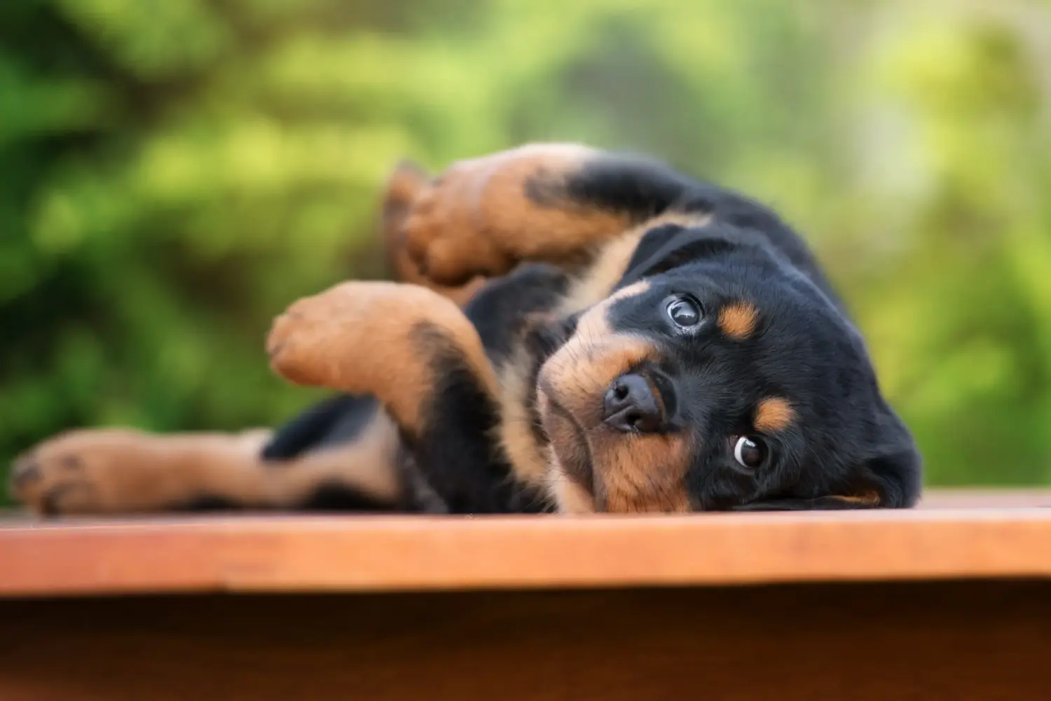 Comprar um cachorro Rottweiler significa assumir a responsabilidade! Comprar cachorros Rottweiler.