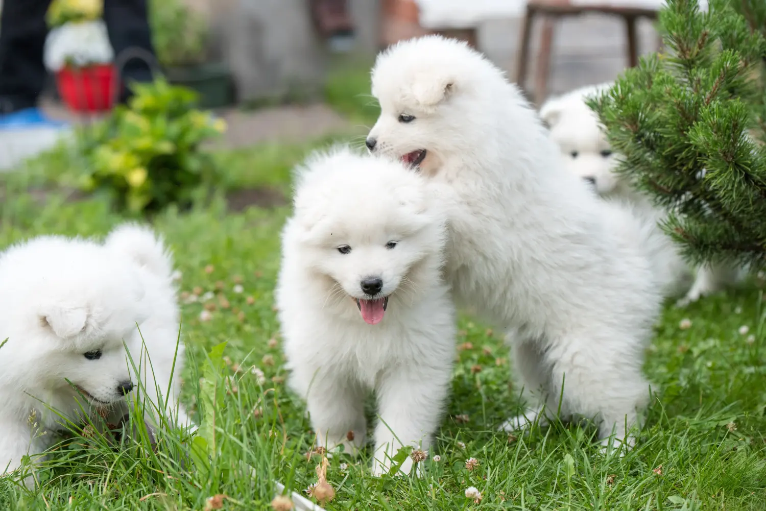 Comprar um cachorro Samoieda significa assumir responsabilidades! Comprar cachorros Samoieda.
