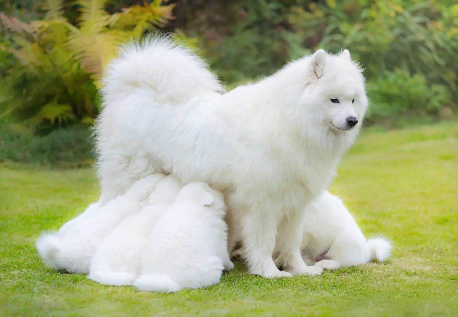 Comprar um cachorro Samoieda significa assumir responsabilidades! Comprar cachorros Samoieda.