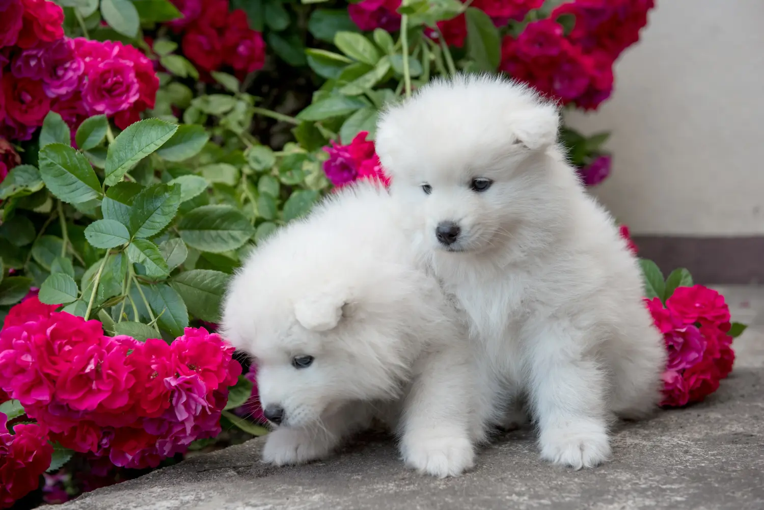 Comprar um cachorro Samoieda significa assumir responsabilidades! Comprar cachorros Samoieda.