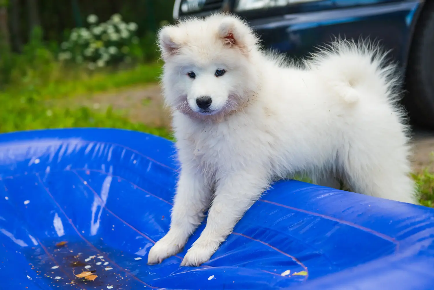 Comprar um cachorro Samoieda significa assumir responsabilidades! Comprar cachorros Samoieda.