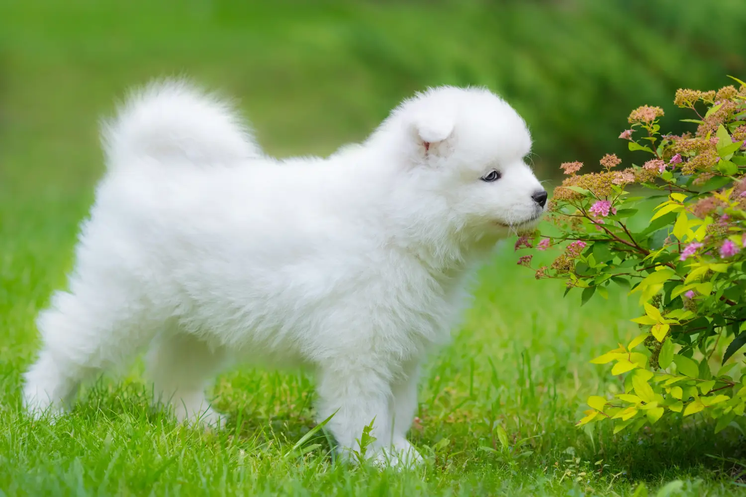 Comprar um cachorro Samoieda significa assumir responsabilidades! Comprar cachorros Samoieda.