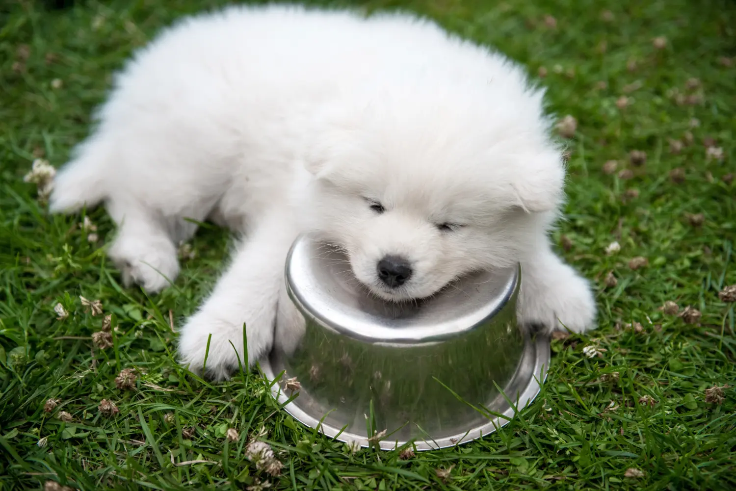 Comprar um cachorro Samoieda significa assumir responsabilidades! Comprar cachorros Samoieda.