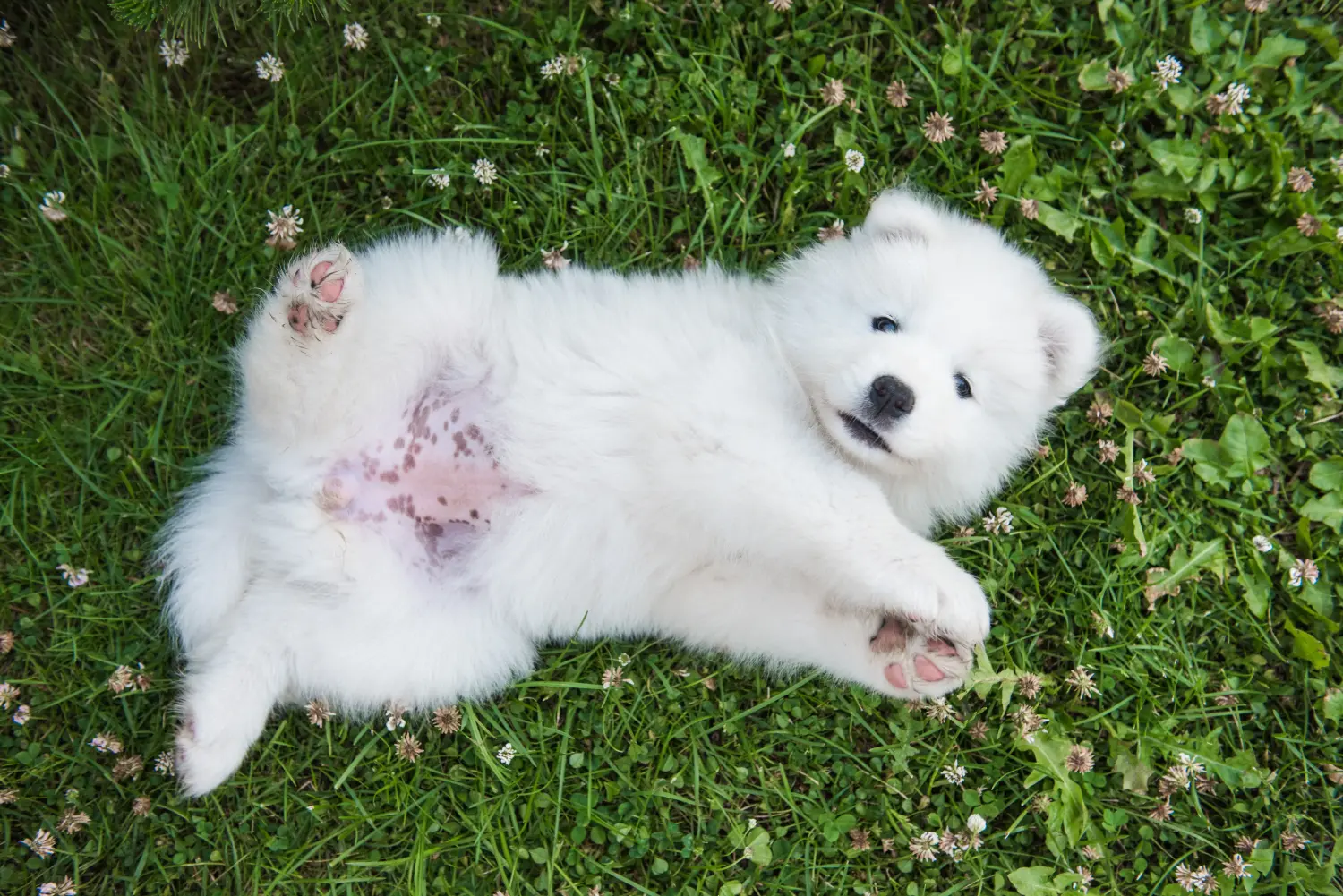 Comprar um cachorro Samoieda significa assumir responsabilidades! Comprar cachorros Samoieda.