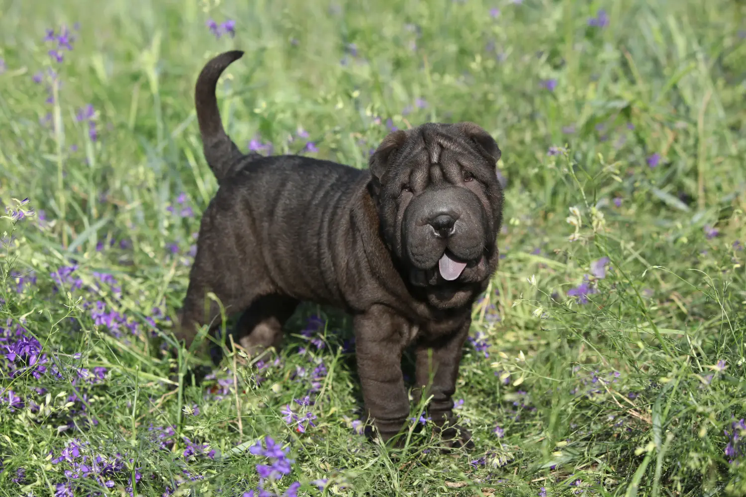Comprar um cachorro Shar-Pei significa assumir responsabilidades! Comprar cachorros Shar-Pei.