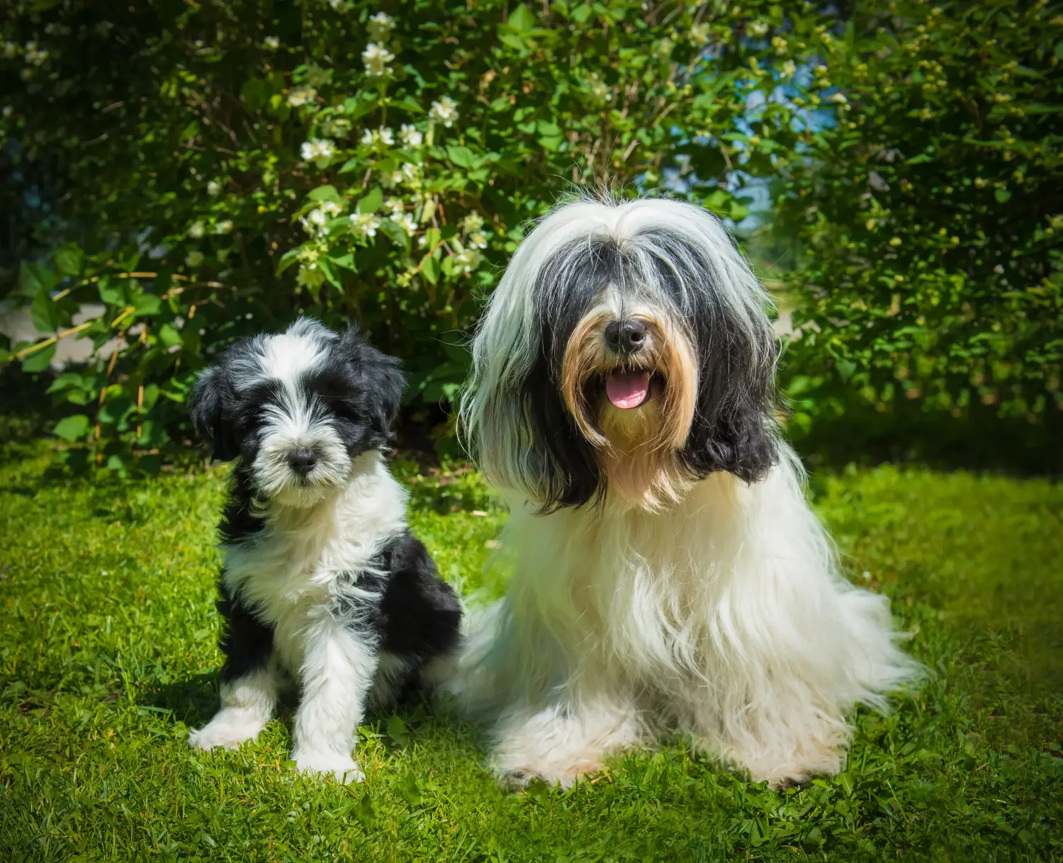 Comprar um cachorro Terrier tibetano significa assumir a responsabilidade! Comprar cachorros Terrier tibetano.