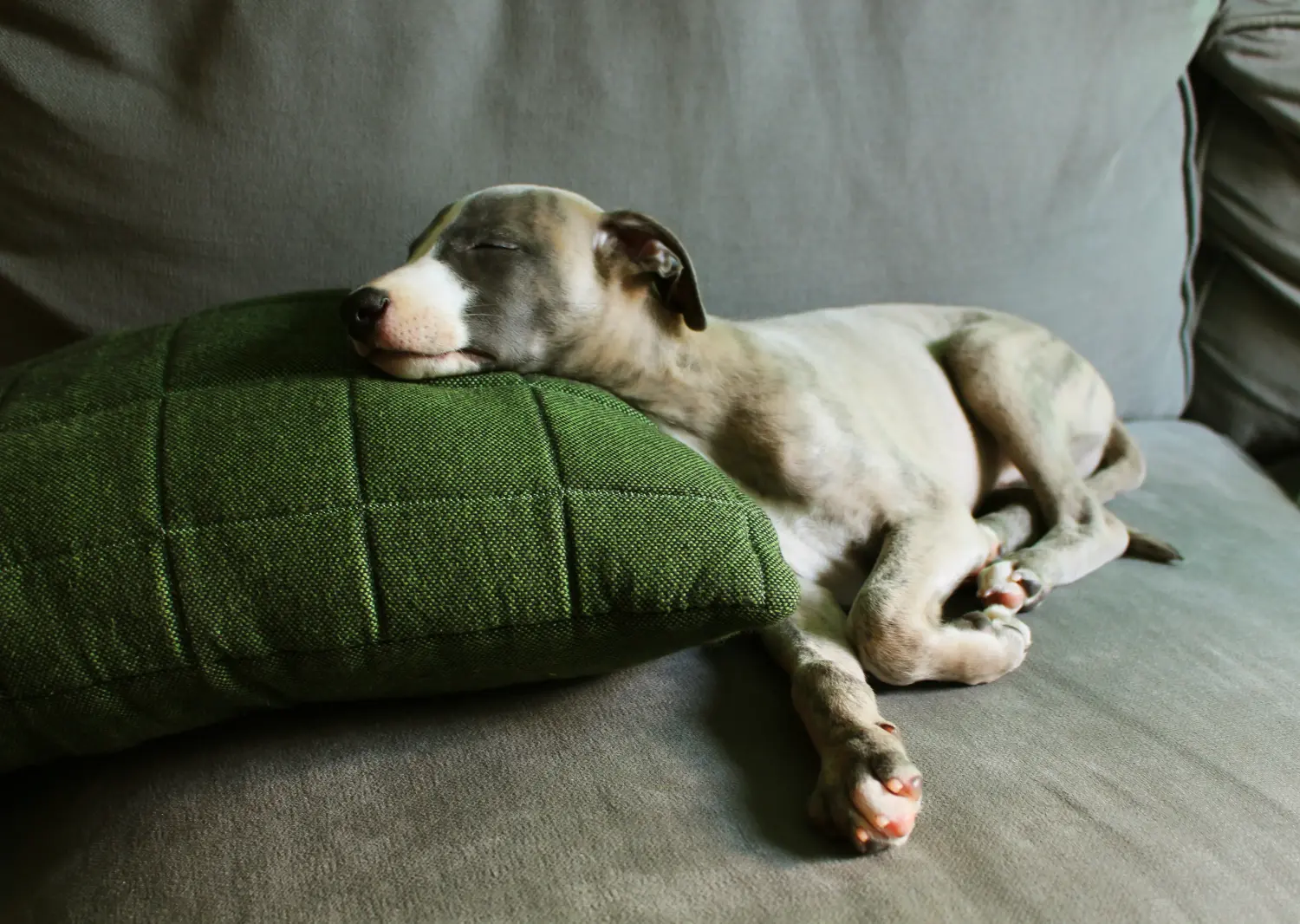 Comprar um cachorro Whippet significa assumir responsabilidades! Comprar cachorros Whippet.