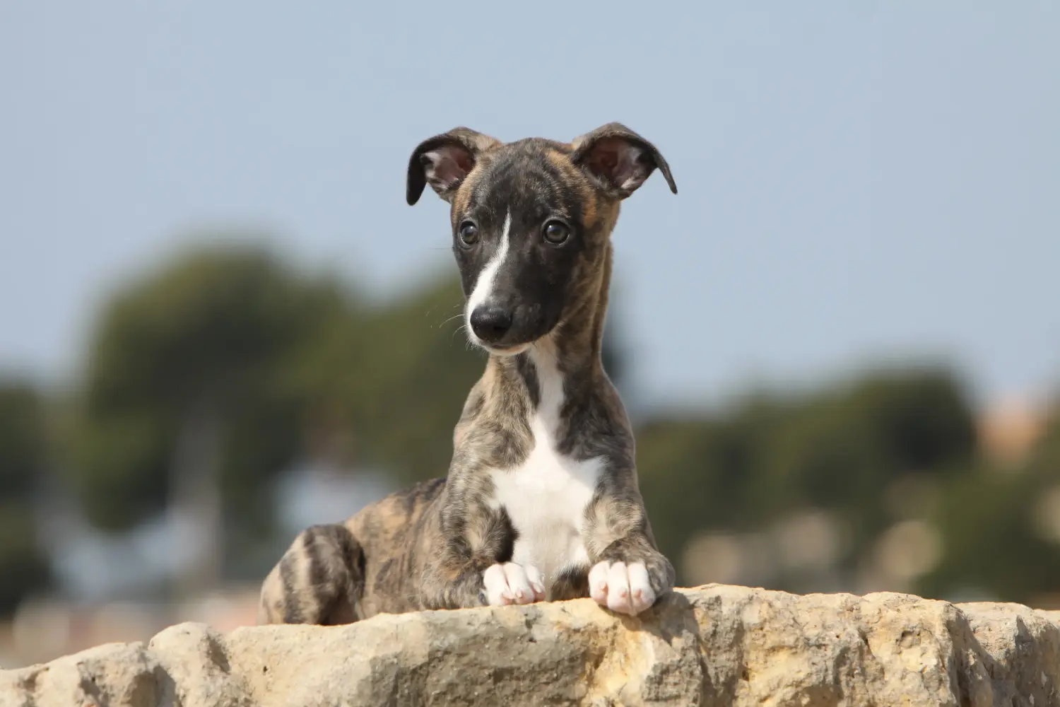 Comprar um cachorro Whippet significa assumir responsabilidades! Comprar cachorros Whippet.