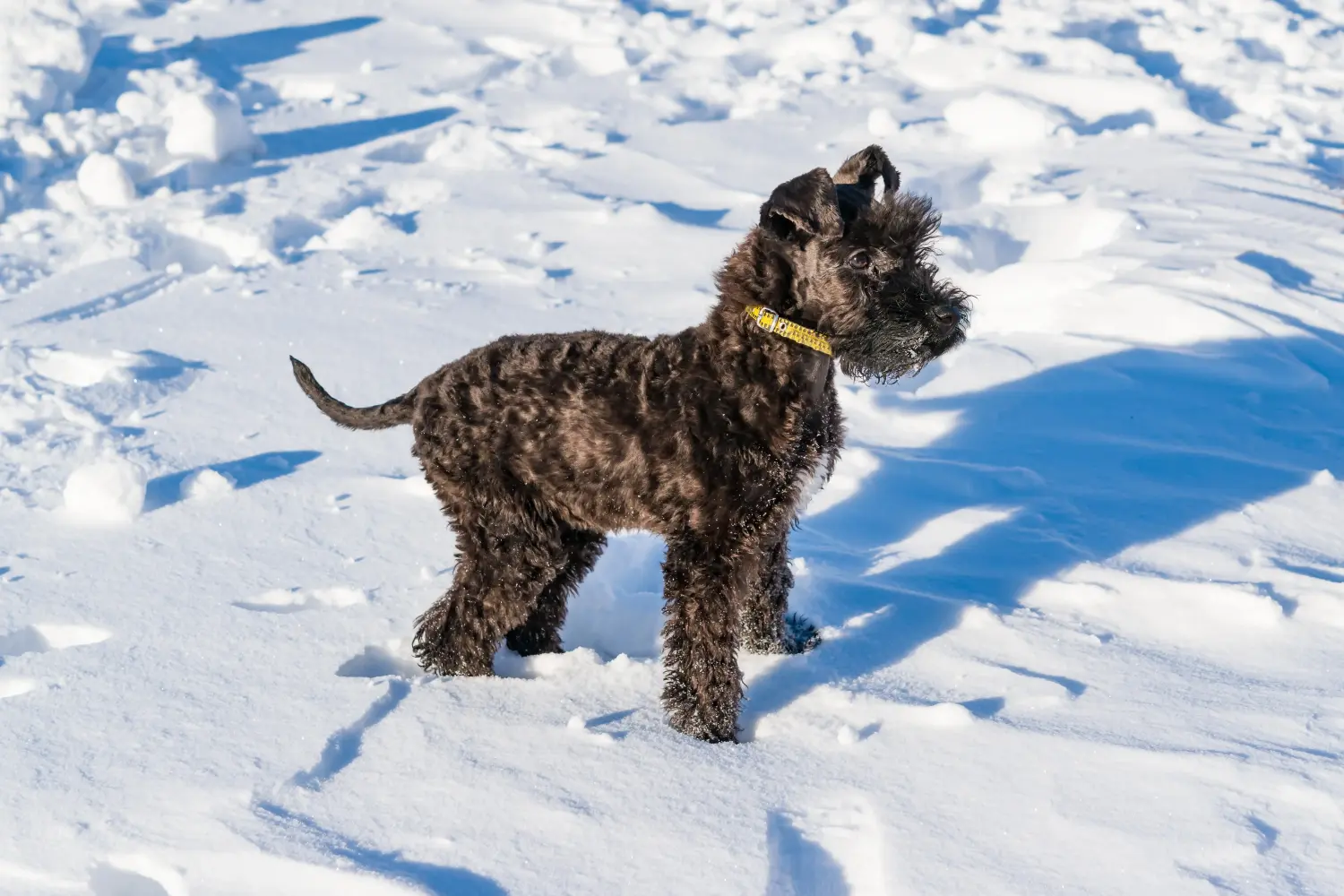 Comprar um cachorro Kerry Blue Terrier significa assumir responsabilidades! Comprar cachorros Kerry Blue Terrier.