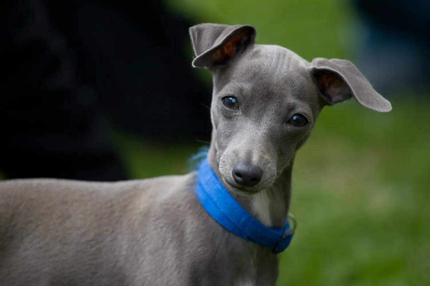 Comprar um cachorro galgo italiano significa assumir a responsabilidade! Comprar cachorros italianos para carrilhão de vento.