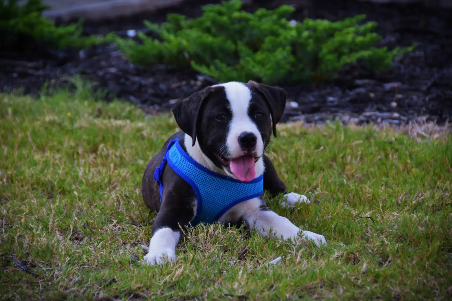 Comprar um cachorro American Staffordshire Terrier significa assumir responsabilidades! Comprar cachorros American Staffordshire Terrier.