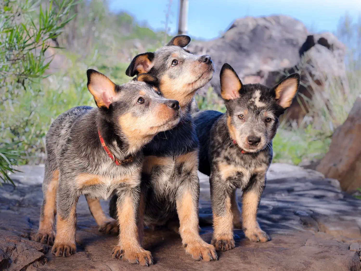 Comprar um cachorro Australian Cattle Dog significa assumir a responsabilidade! Comprar cachorros Australian Cattle Dog.
