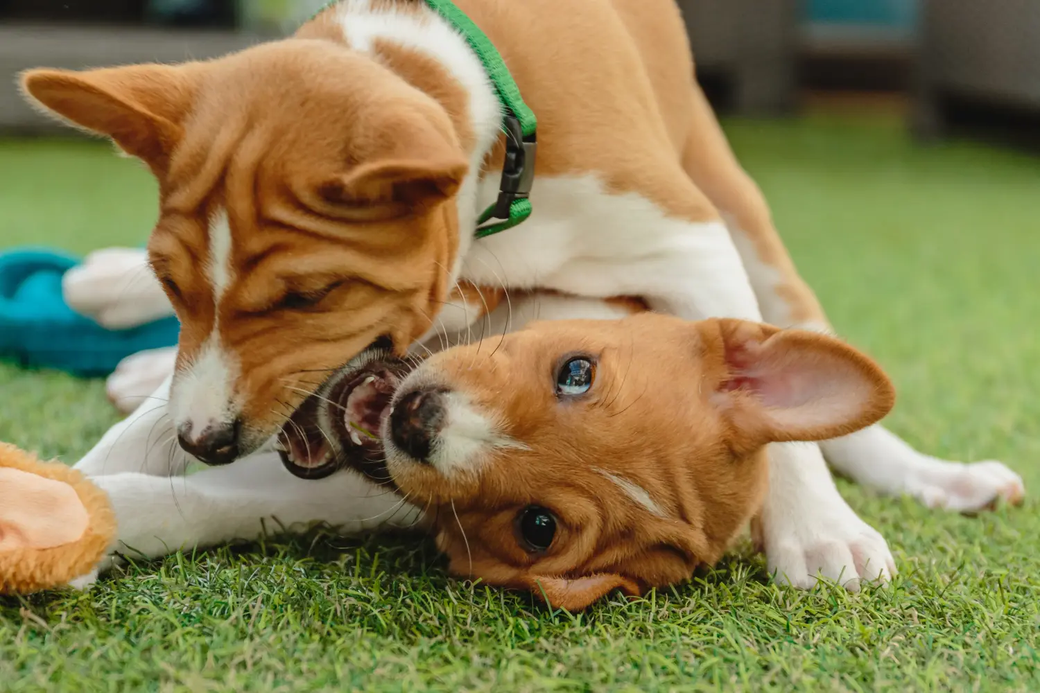 Comprar um cachorro Basenji significa assumir responsabilidades! Comprar cachorros Basenji.