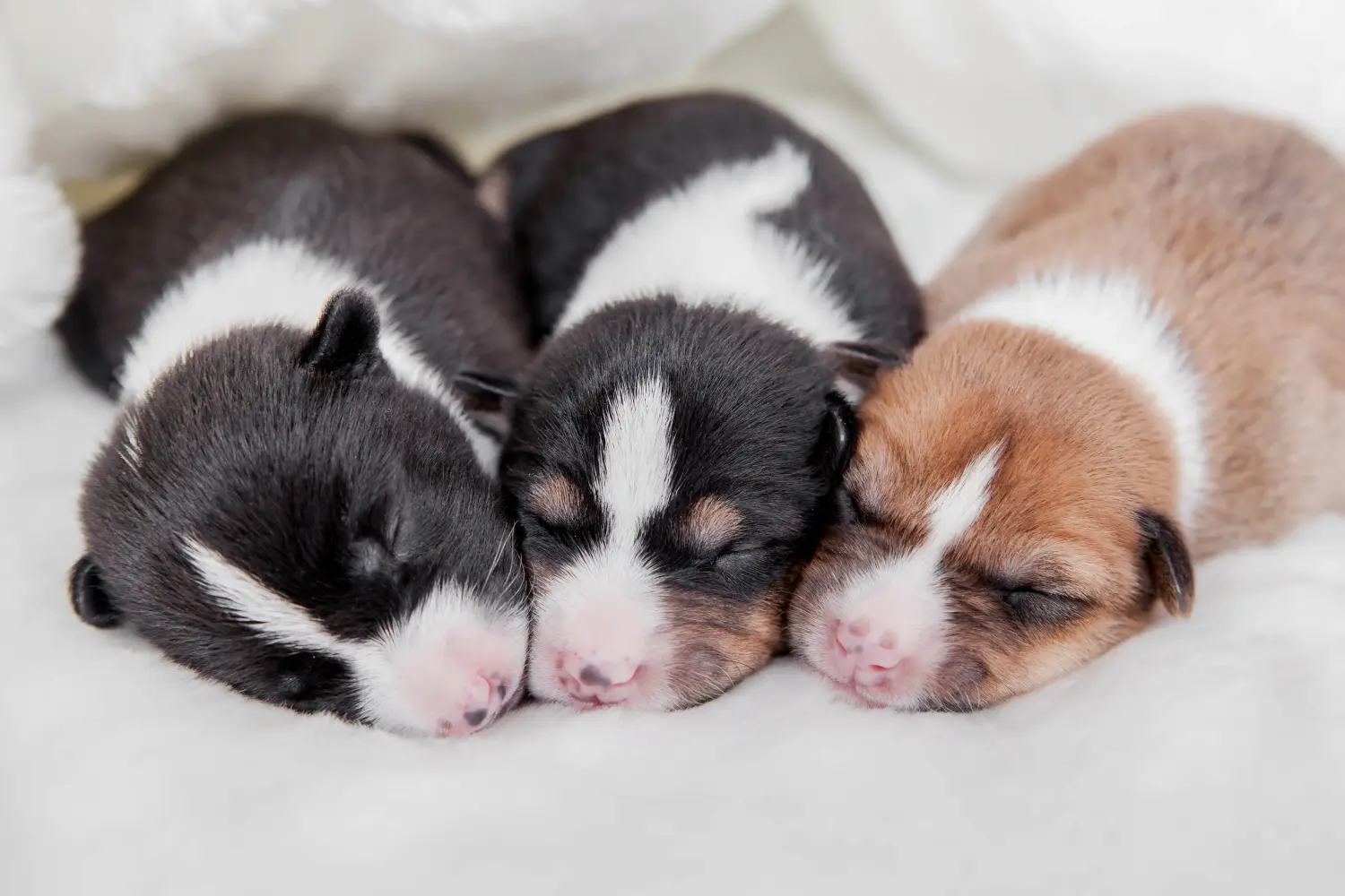 Comprar um cachorro Basenji significa assumir responsabilidades! Comprar cachorros Basenji.