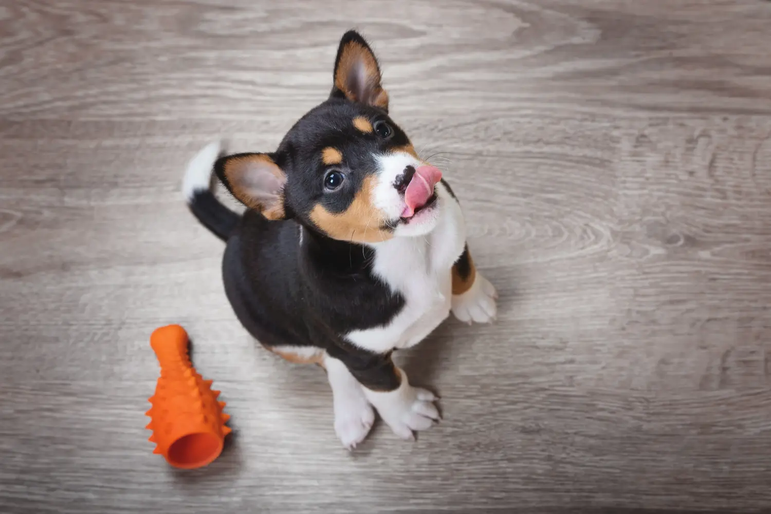 Comprar um cachorro Basenji significa assumir responsabilidades! Comprar cachorros Basenji.
