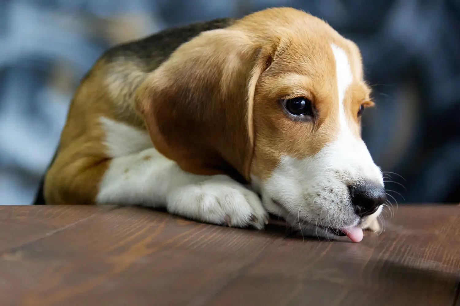 Comprar um cachorro Beagle significa assumir a responsabilidade! Comprar cachorros Beagle.