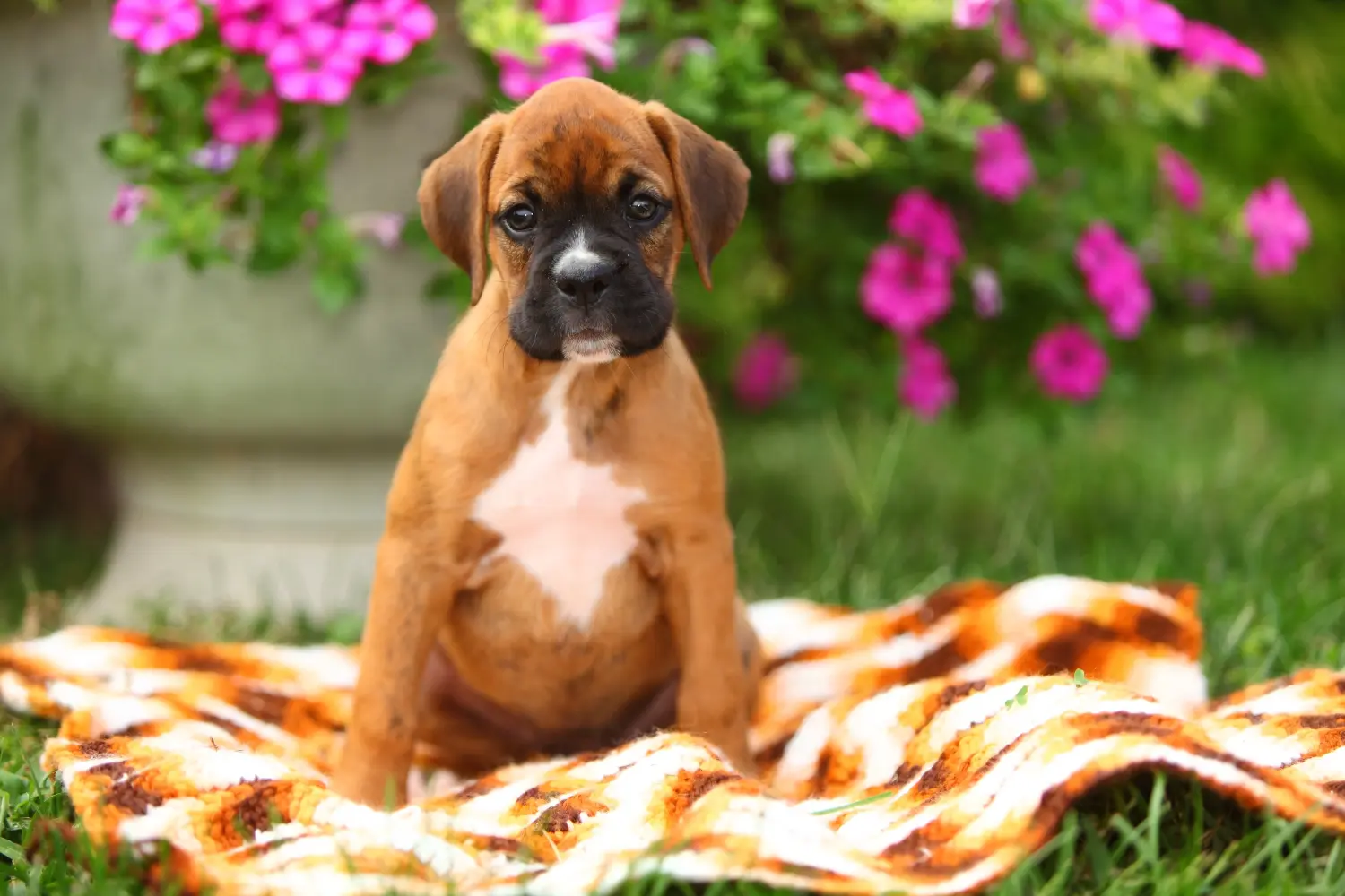 Comprar um cachorro Boxer significa assumir a responsabilidade! Comprar cachorros Boxer.
